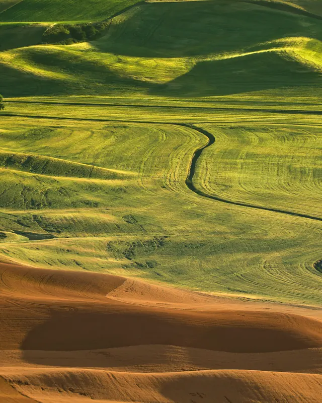 Rolling hills of wheat in green and gold bands stretch to the horizon in low evening light, seen from Steptoe Butte.