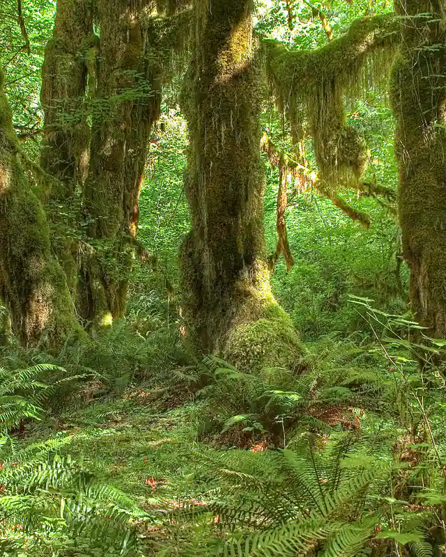 Bigleaf maples draped in thick green moss over a carpet of sword ferns on the Hall of Mosses Trail.